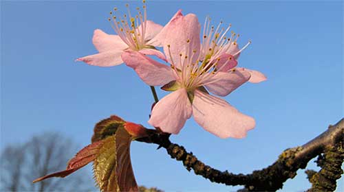 Mindfulness Heerlen heerlen